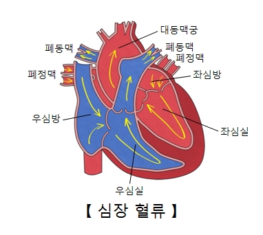 전폐정맥연결 이상