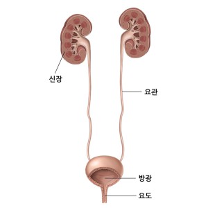 비뇨기계